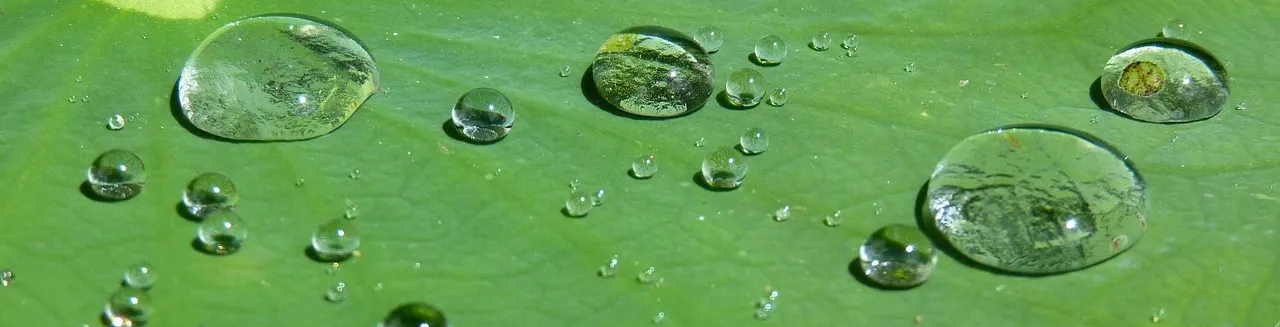 pedal-image-01.jpg