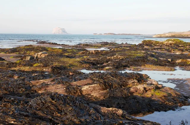MXR Thump Bass Preamp